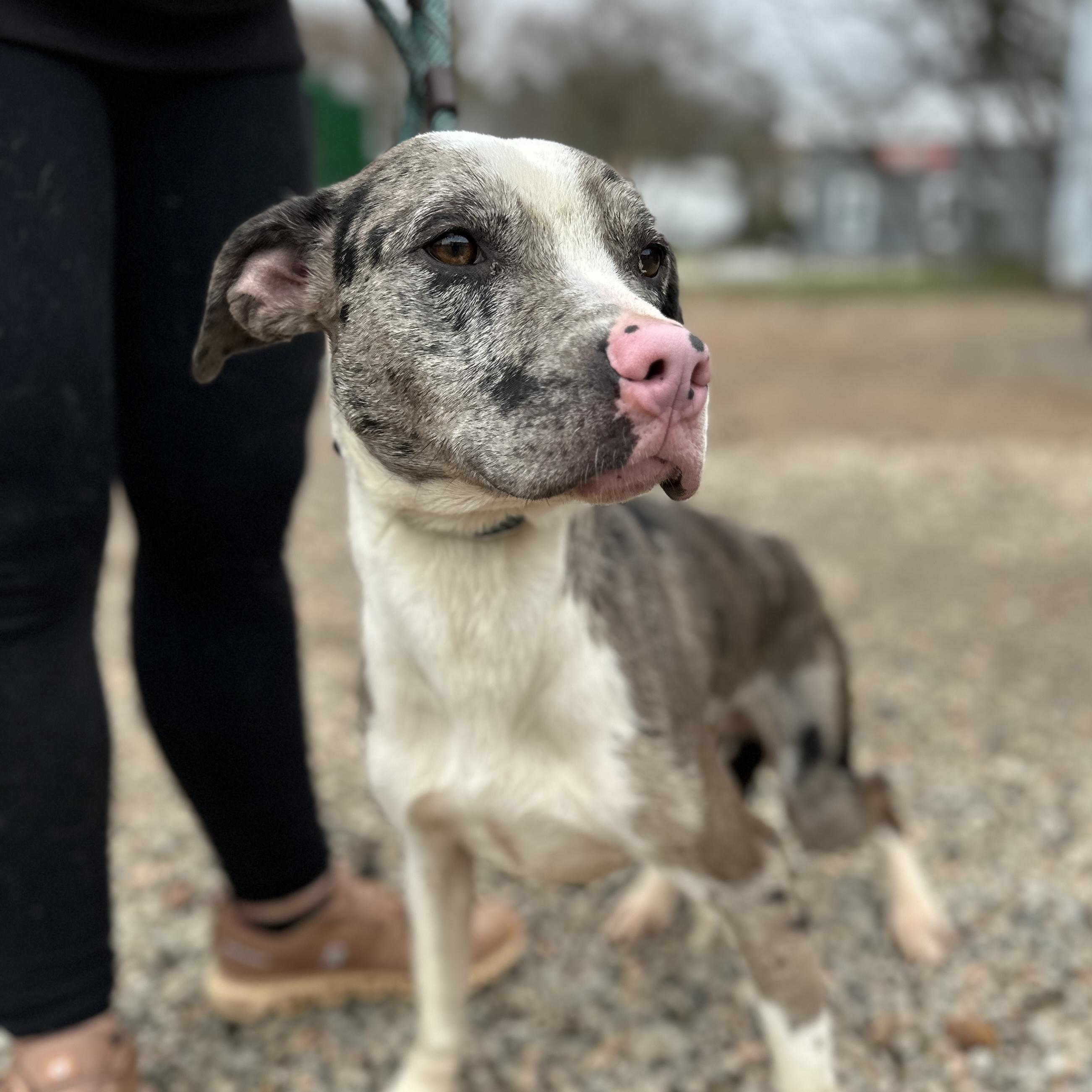 Wilbur — thumbnail 2