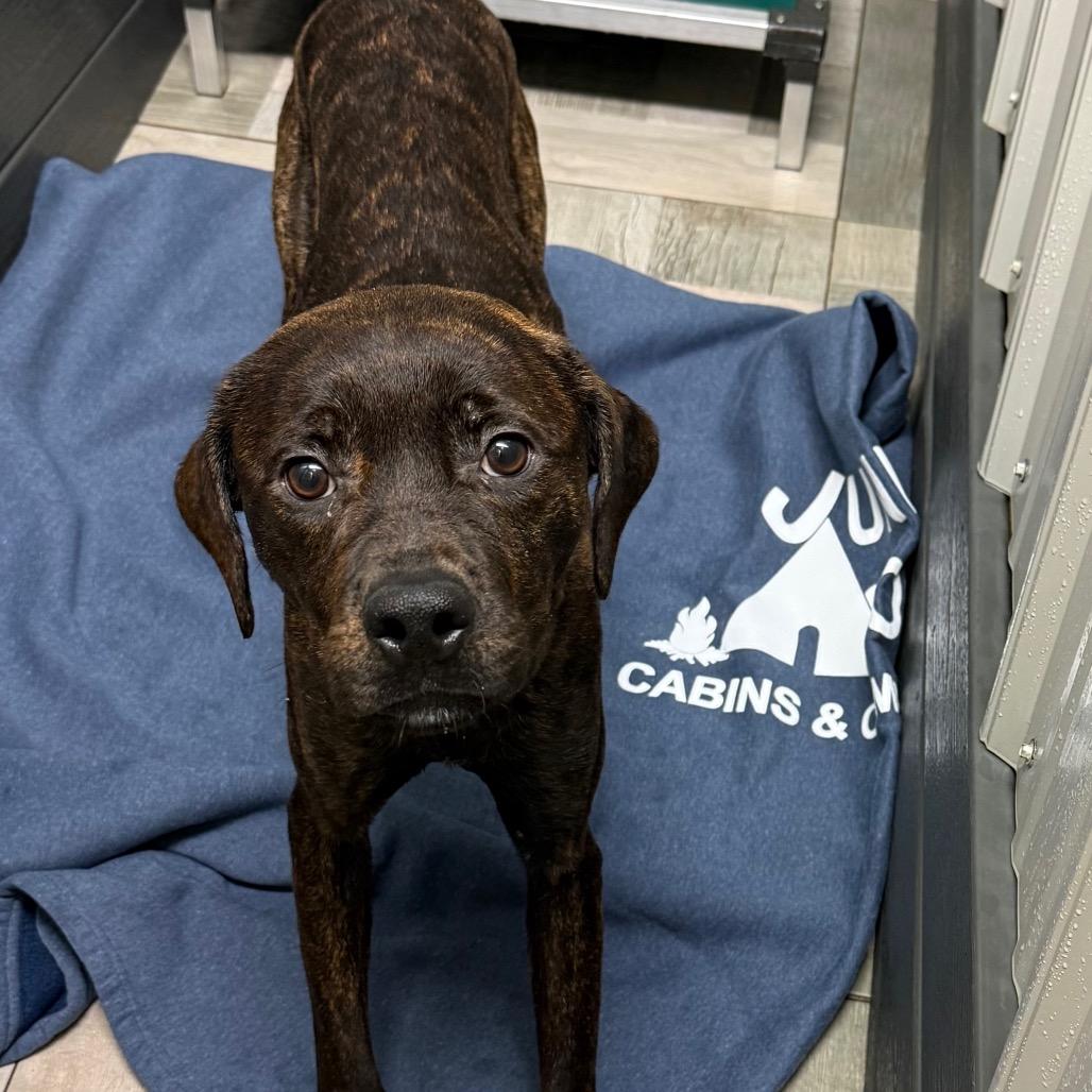 Cocoa, Adoptable, Young Female Boxer & Pit Bull Terrier.