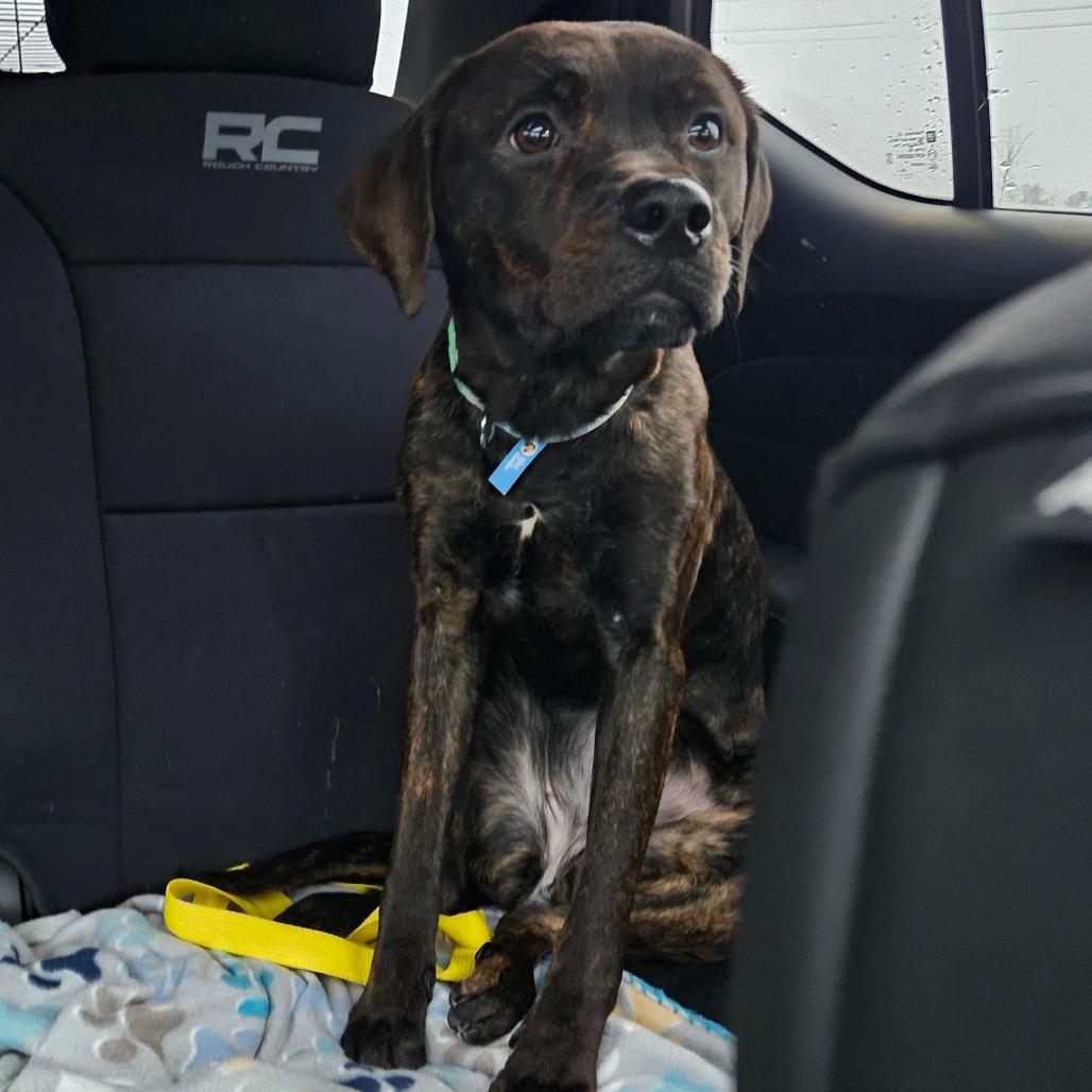 Enlarge Cocoa, a Adoptable mixed breed in Homer, NY image 2/2