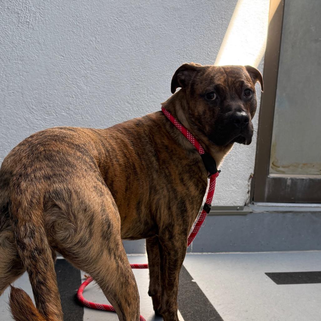 Rolo, Adoptable, Young Male Boxer & Pit Bull Terrier.