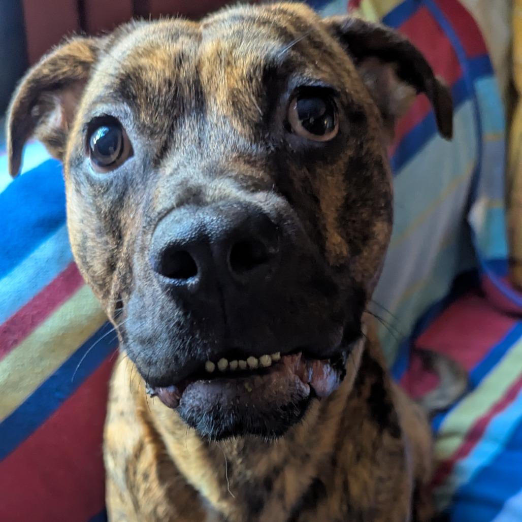 Rolo, Adoptable, Young Male Boxer & Pit Bull Terrier.