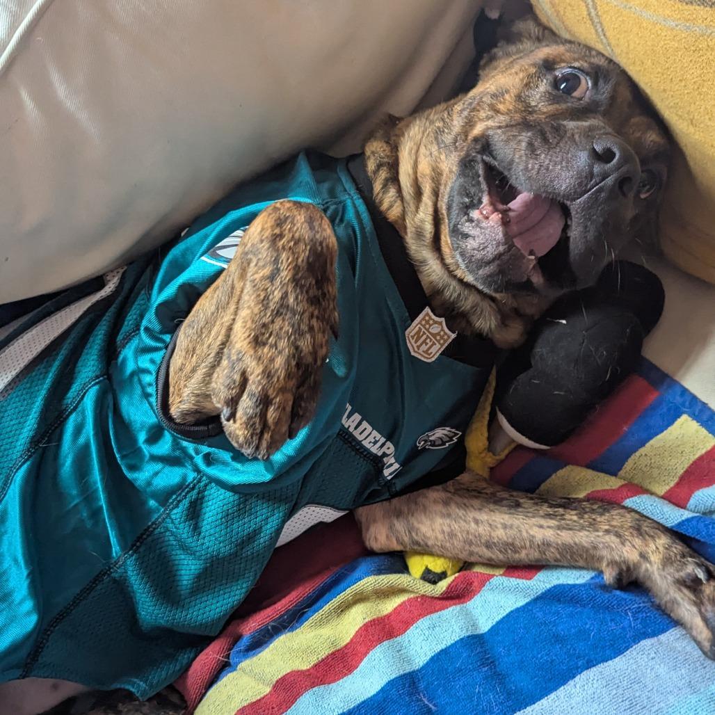 Enlarge Rolo, a Adoptable mixed breed in Philadelphia, PA image 2/5