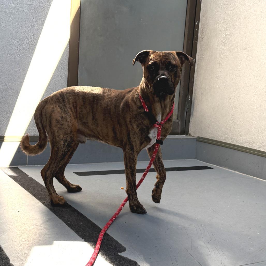 Enlarge Rolo, a Adoptable mixed breed in Philadelphia, PA image 2/3
