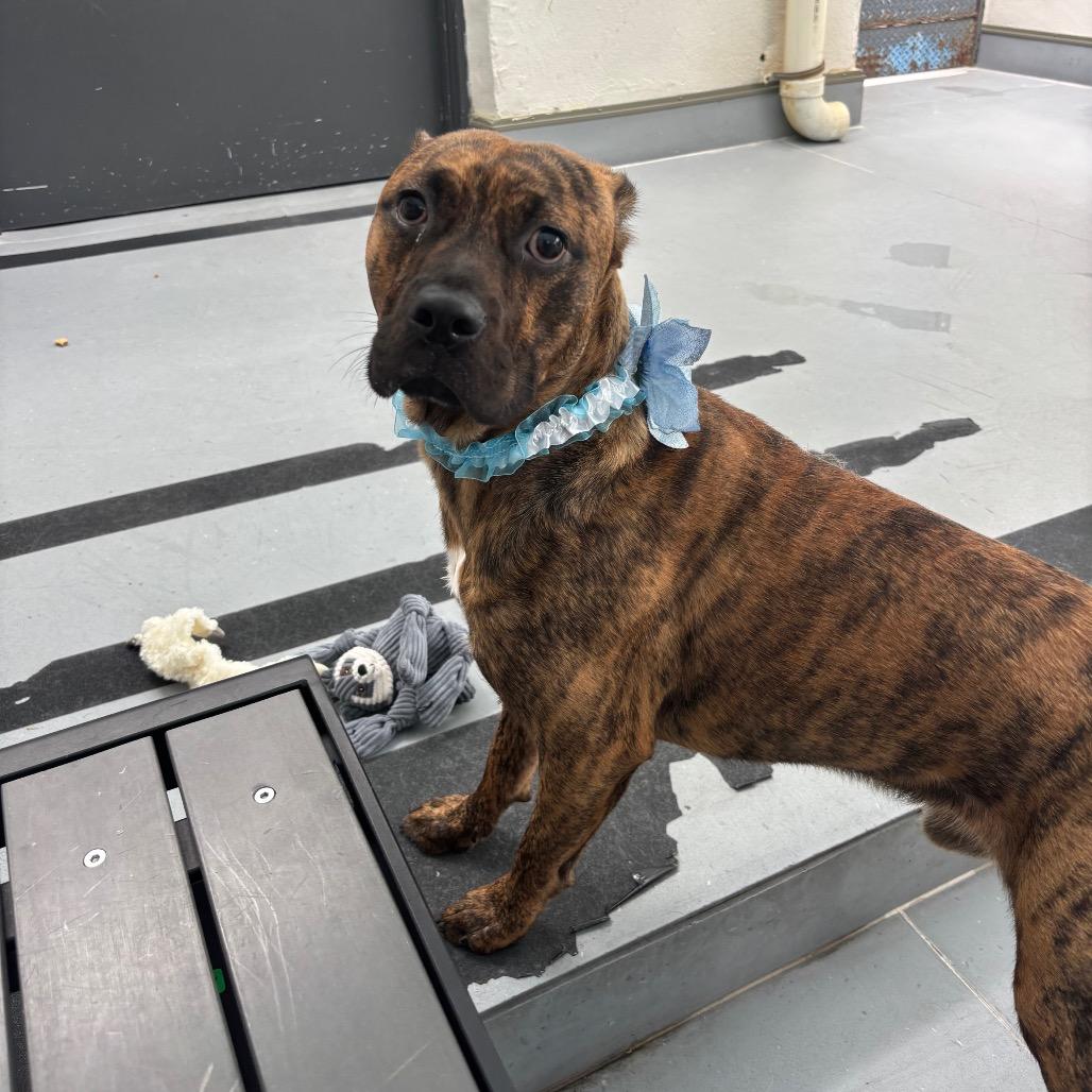 Enlarge Rolo, a Adoptable mixed breed in Philadelphia, PA image 3/6