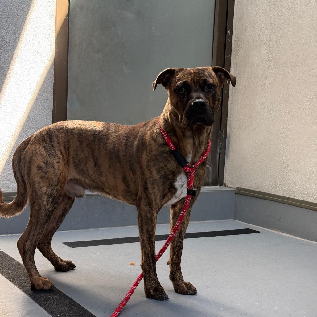Enlarge Rolo, a Adoptable mixed breed in Philadelphia, PA image 3/3