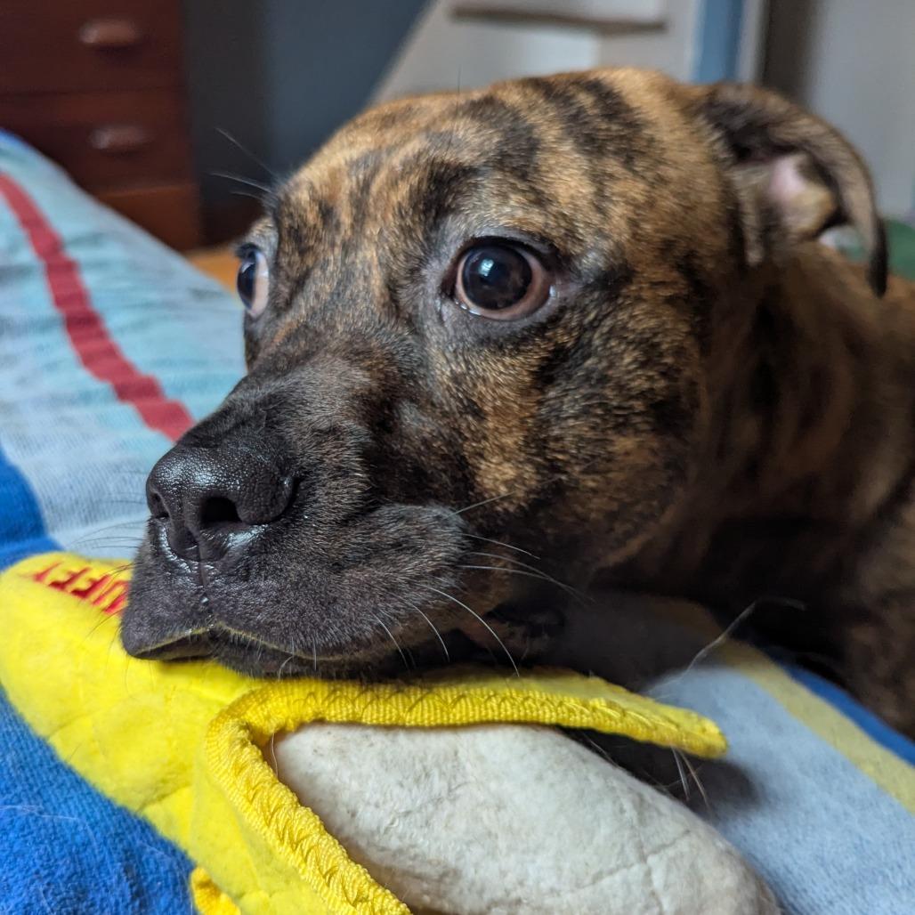 Enlarge Rolo, a Adoptable mixed breed in Philadelphia, PA image 3/5