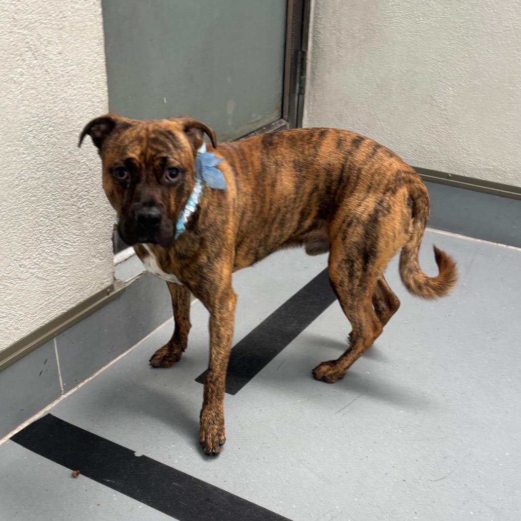 Enlarge Rolo, a Adoptable mixed breed in Philadelphia, PA image 5/6