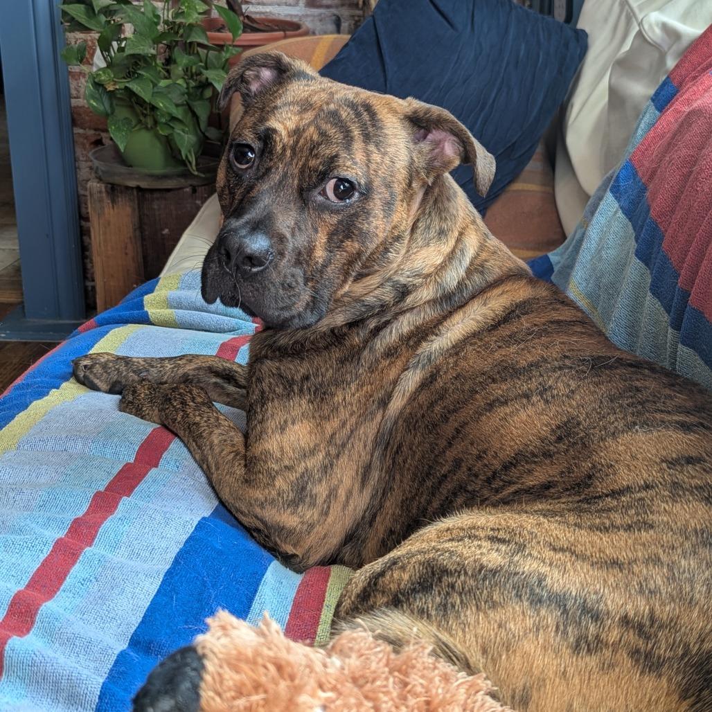 Enlarge Rolo, a Adoptable mixed breed in Philadelphia, PA image 5/5