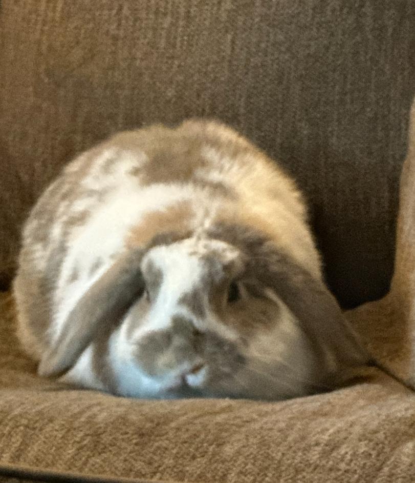 Felix, adopted, Adult Male Holland Lop.