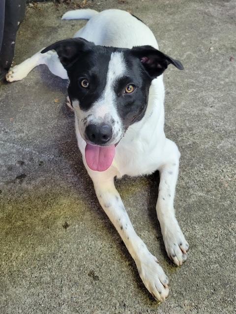 Buster - photo 2
