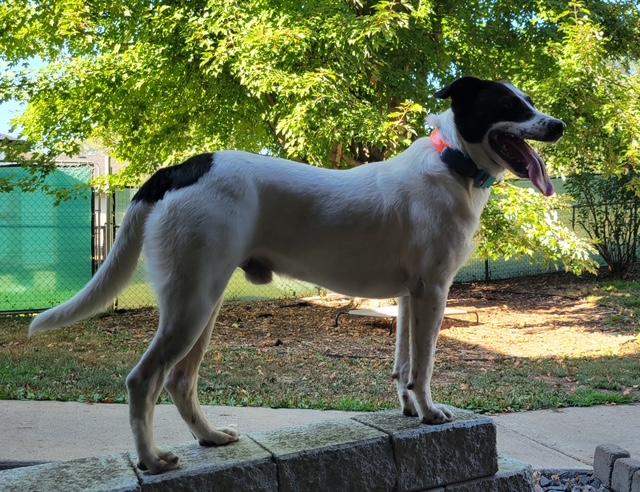 Buster - photo 3