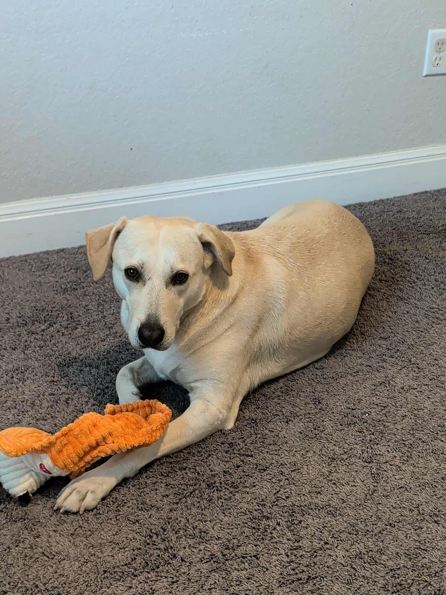 Nora, a Adoptable mixed breed in Austin, TX image 1/4