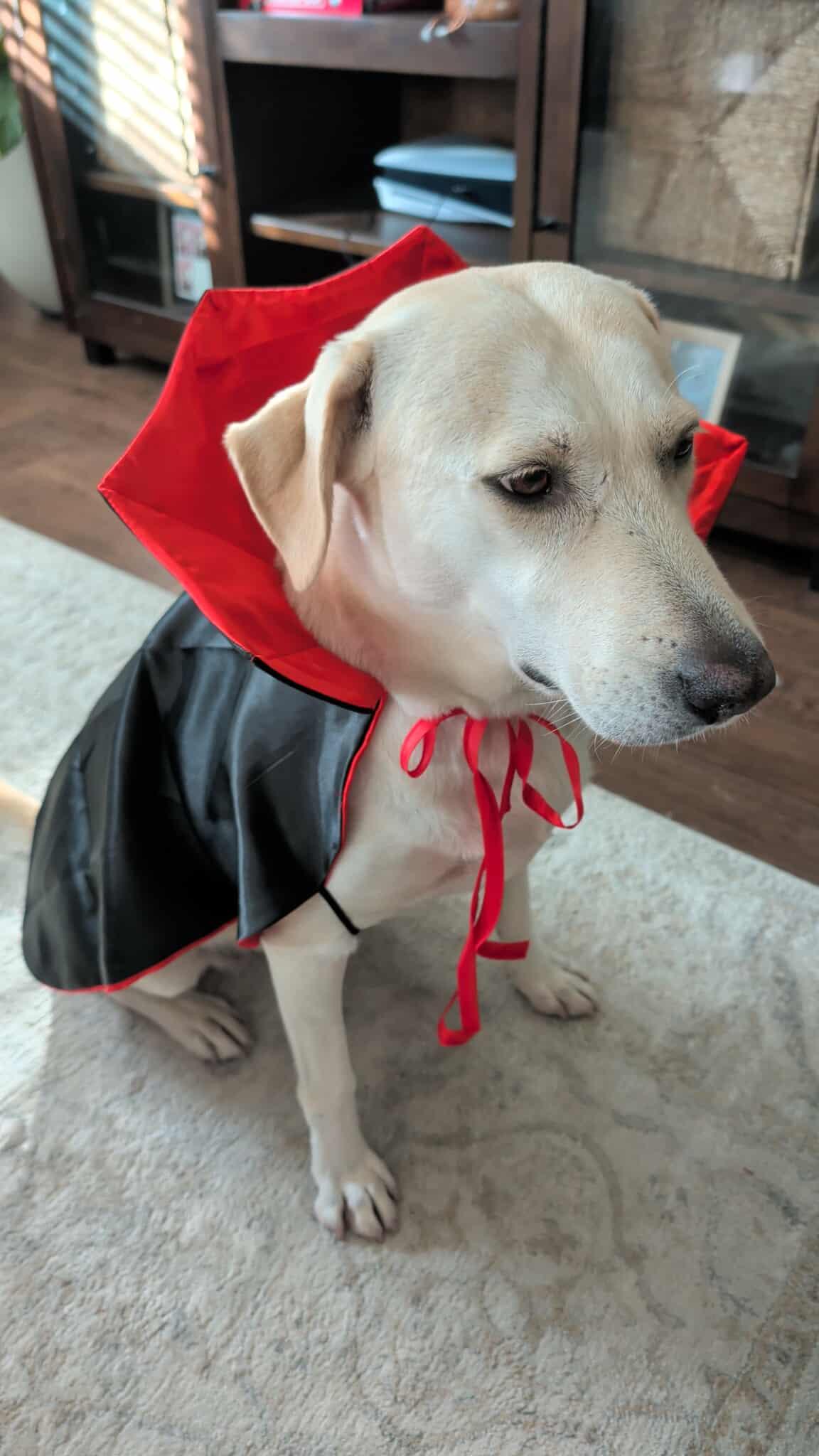 Nora, a Adoptable mixed breed in Austin, TX image 3/4