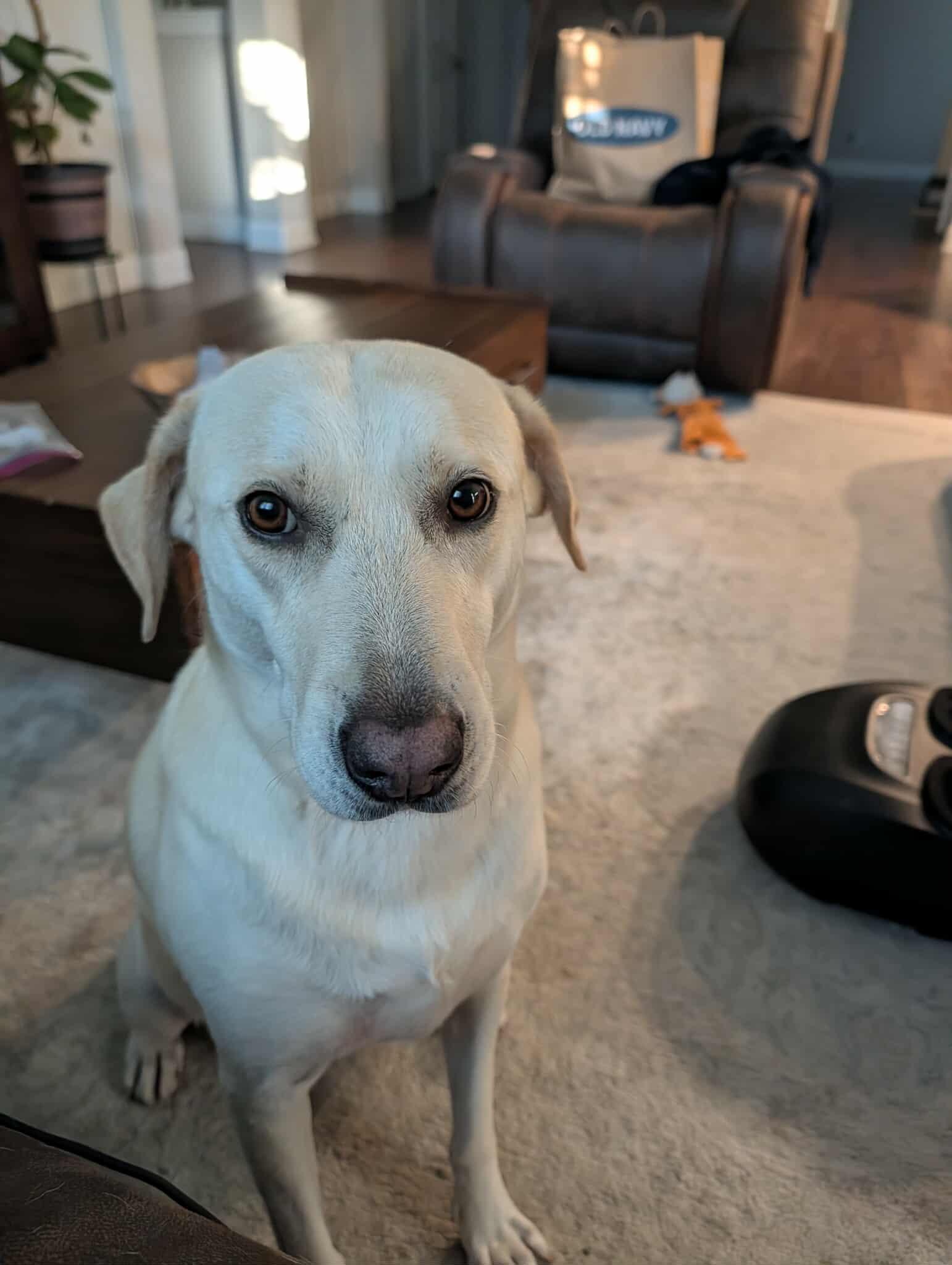 Nora, a Adoptable mixed breed in Austin, TX image 4/4