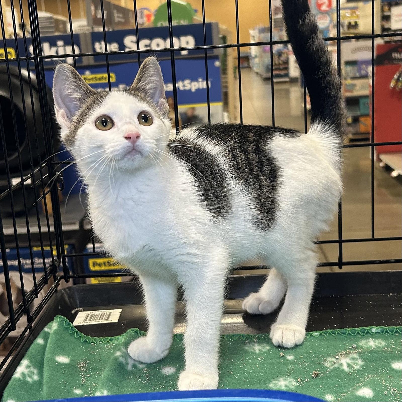 Mabel 2026, Adoptable, Kitten Female Domestic Short Hair.