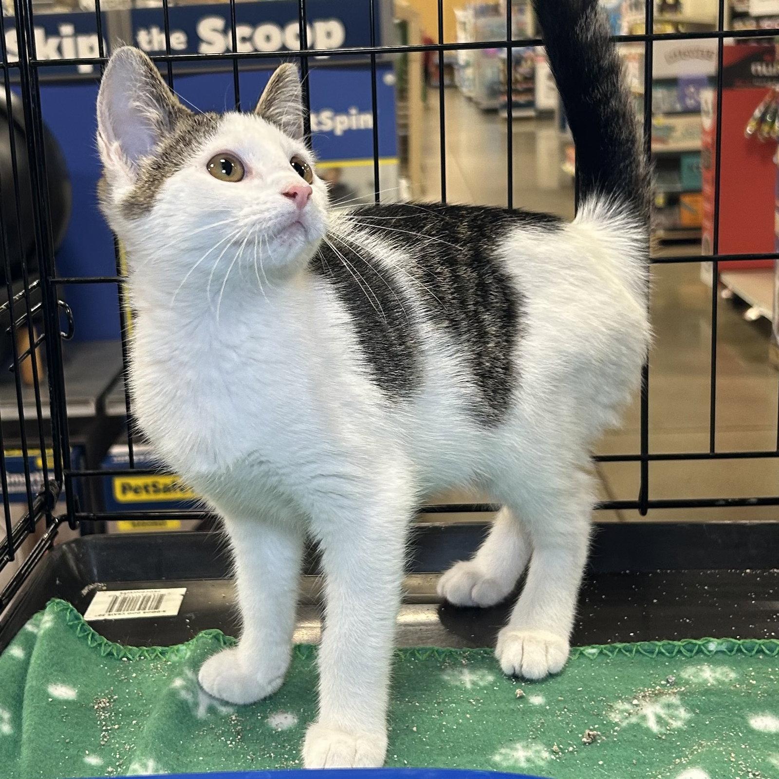 Enlarge Mabel 2026, a Adoptable Domestic Short Hair in Norwood, OH image 2/3