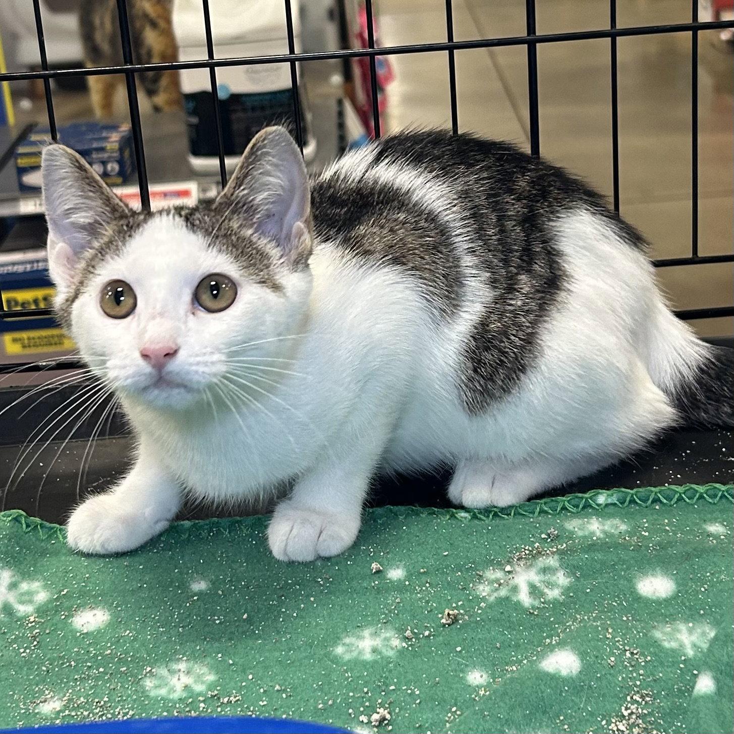 Enlarge Mabel 2026, a Adoptable Domestic Short Hair in Norwood, OH image 3/3