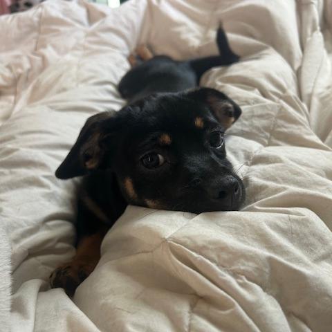 Enlarge Lola, a Adoptable Chihuahua in Katy, TX image 1/1