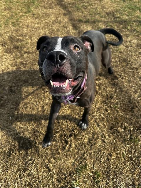 AXEL, Adoptable, Adult Male Pit Bull Terrier & Mixed Breed.