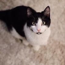 Cake, Adoptable, Young Male Domestic Short Hair.