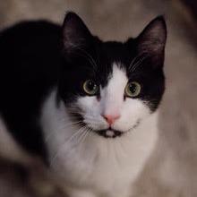 Cake, a Adoptable Domestic Short Hair in St. Paul, MN image 3/4