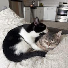 Cake, a Adoptable Domestic Short Hair in St. Paul, MN image 4/4