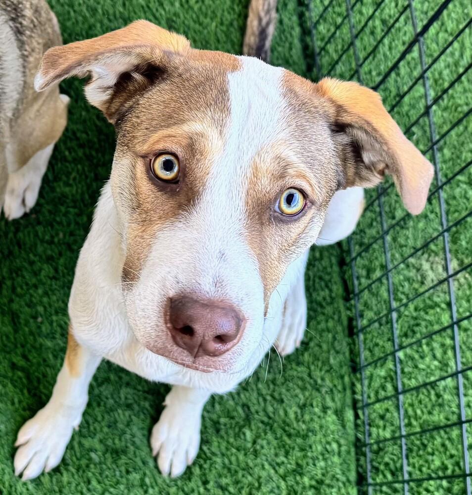Johnny Tapia, Adoptable, Puppy Male Cattle Dog & Boxer.