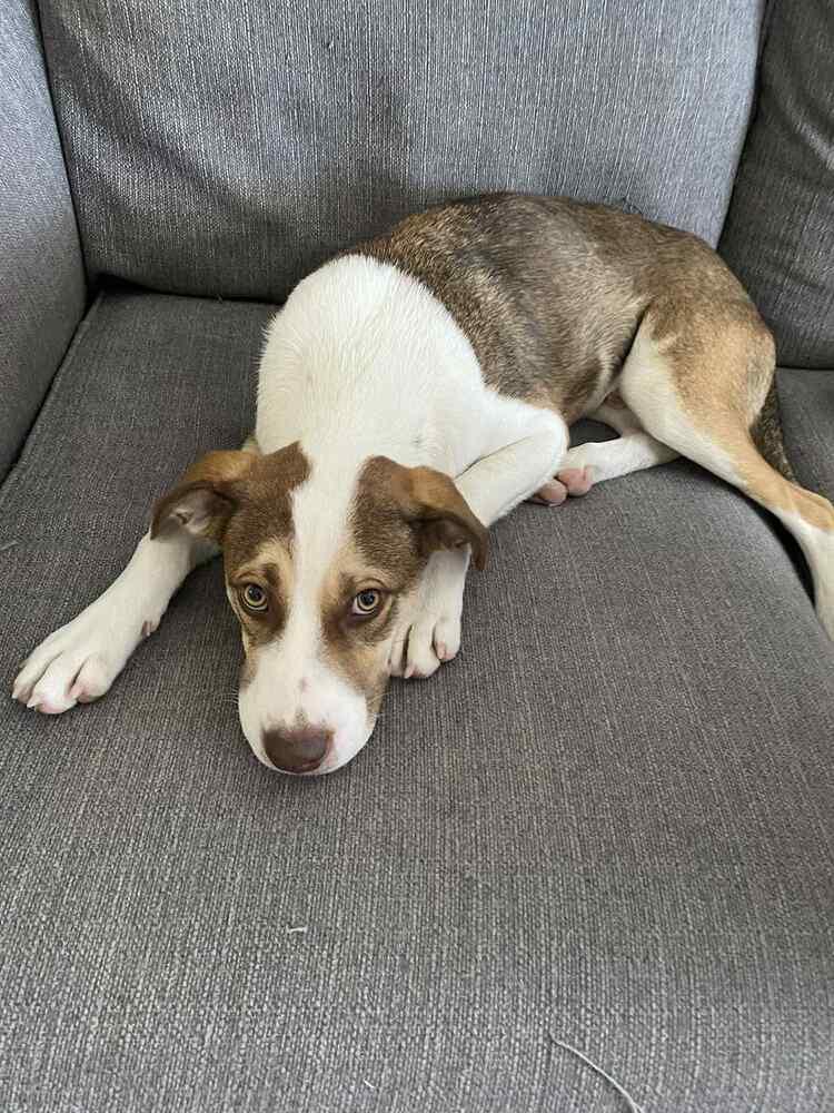 Enlarge Johnny Tapia, a Adoptable mixed breed in Albuquerque, NM image 2/6