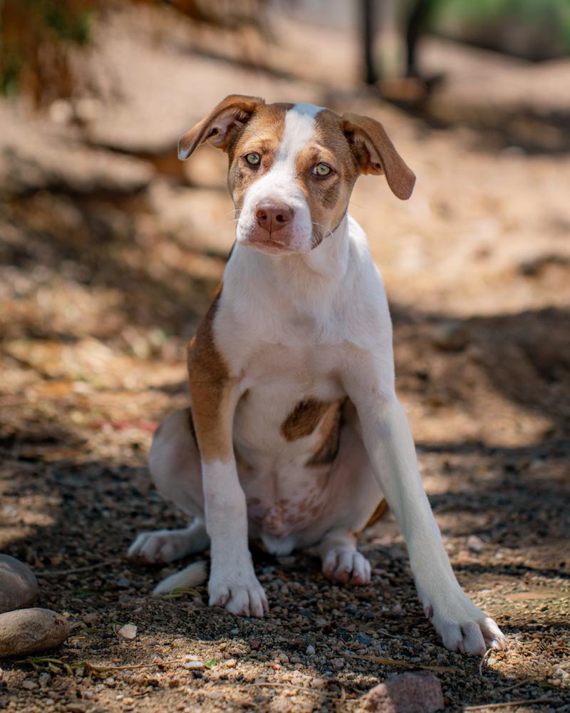 Johnny Tapia, Adoptable, Puppy Male Cattle Dog & Boxer.