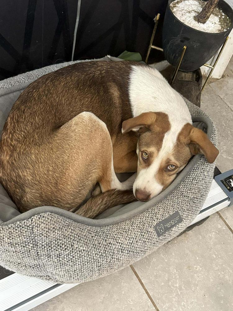 Enlarge Johnny Tapia, a Adoptable mixed breed in Albuquerque, NM image 5/6