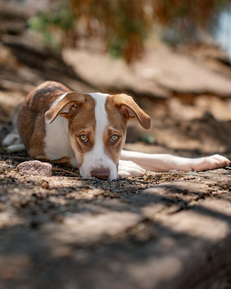 Enlarge Johnny Tapia, a Adoptable mixed breed in Albuquerque, NM image 5/6