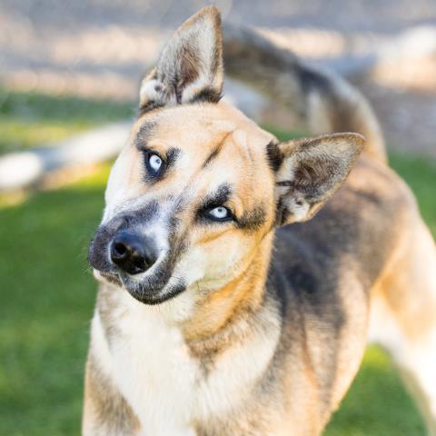 KRISTOFF, Adoptable, Adult Male German Shepherd Dog & Siberian Husky.
