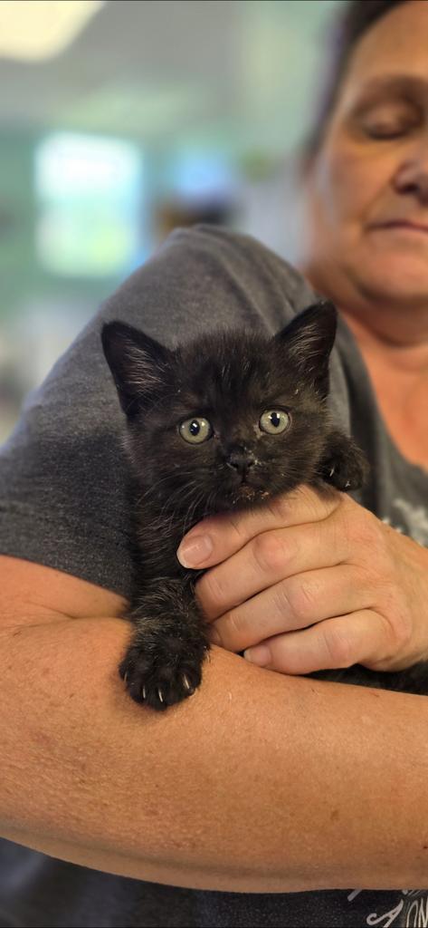 Maxine, Adoptable, Kitten Female Domestic Short Hair.