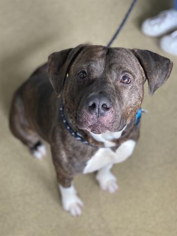 Enlarge BIG FELLA, a Adoptable mixed breed in Dayton, OH image 1/1