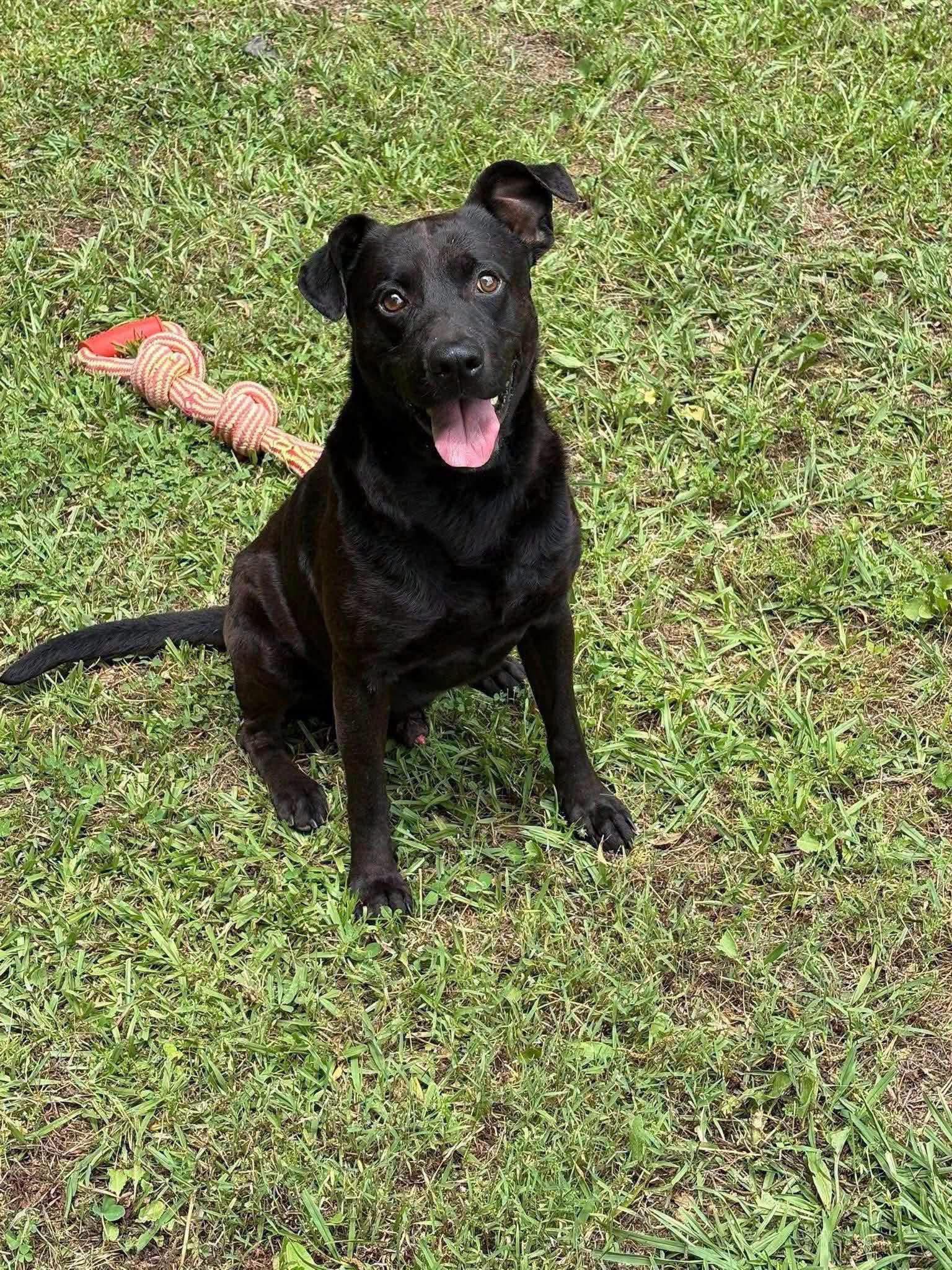 Enlarge Cole, a ADOPTABLE mixed breed in Monticello, GA image 2/2