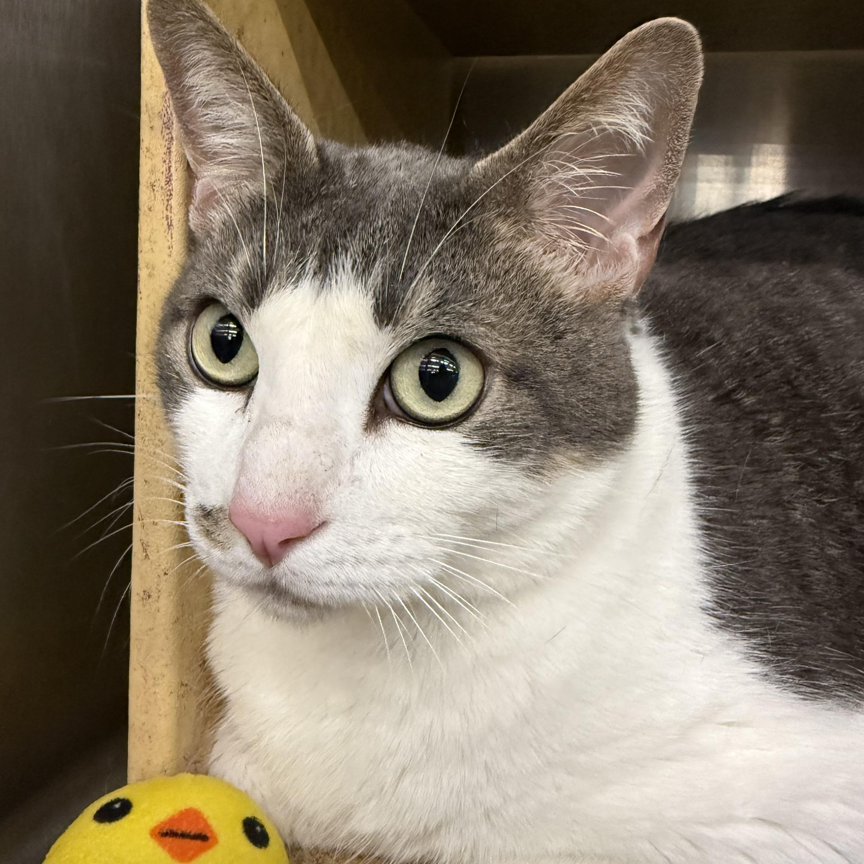 Enlarge Levini OR14235-T, an adoptable mixed breed in Beaverton, OR image 3/3