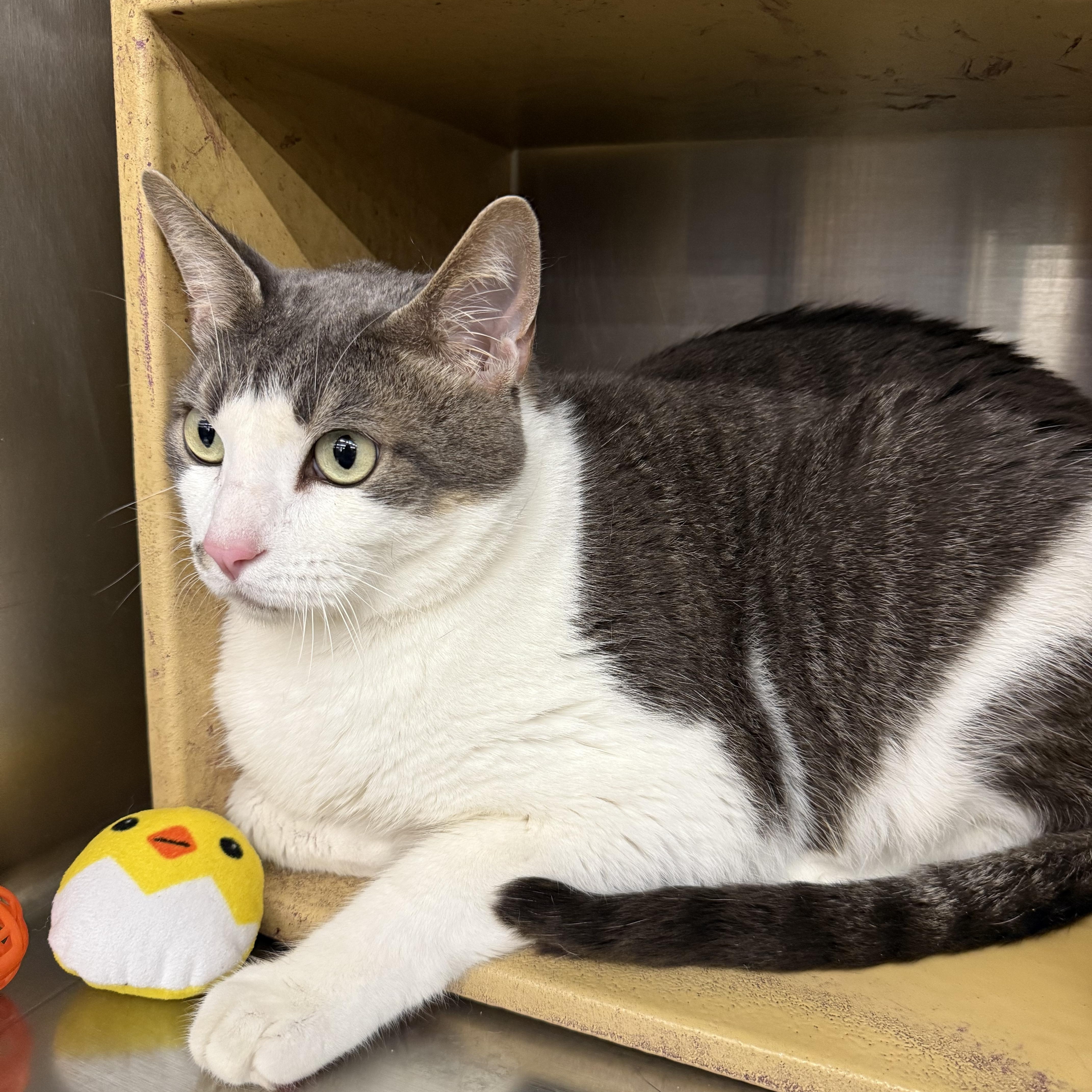 Enlarge Levini OR14235-T, an adoptable mixed breed in Beaverton, OR image 1/3