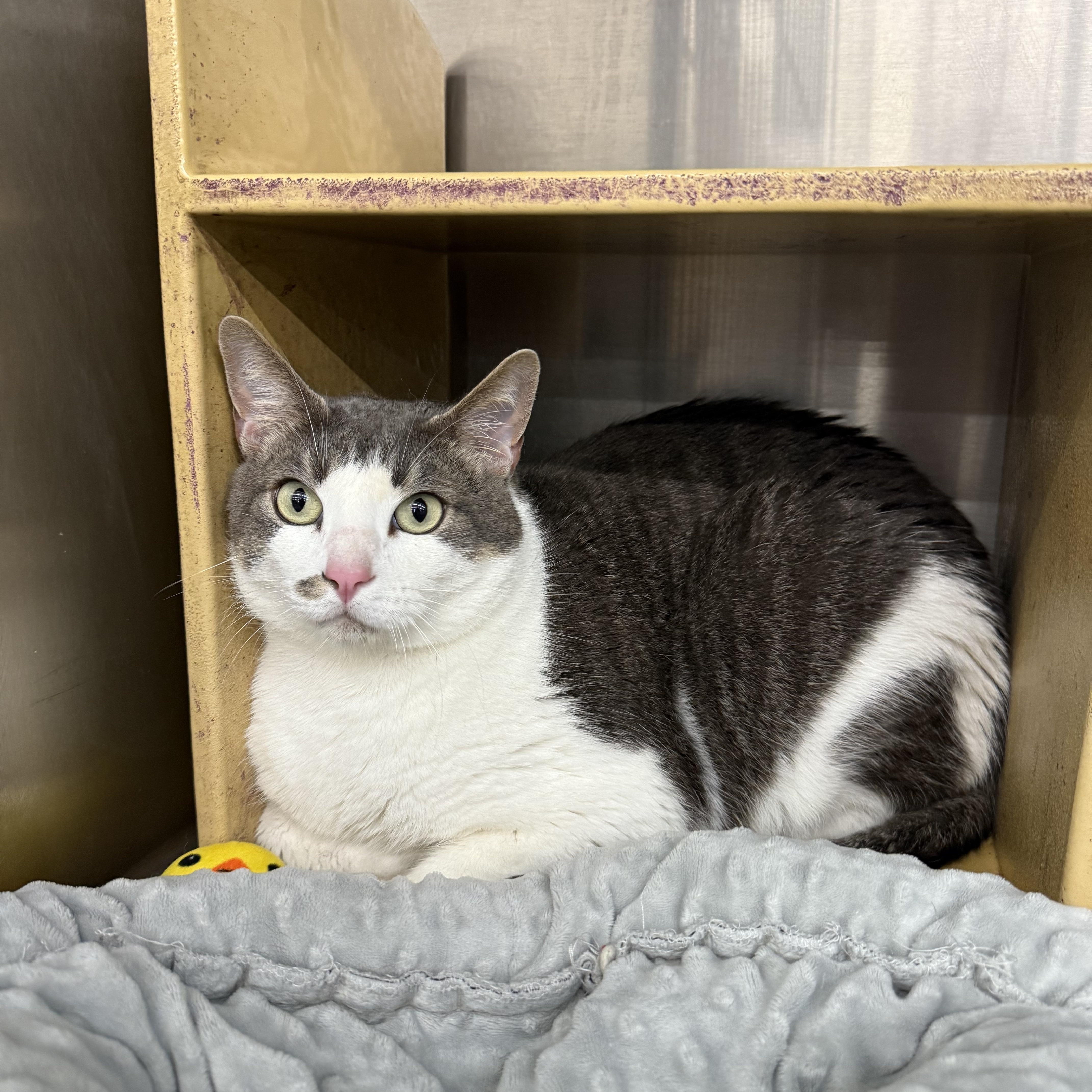 Enlarge Levini OR14235-T, an adoptable mixed breed in Beaverton, OR image 2/3