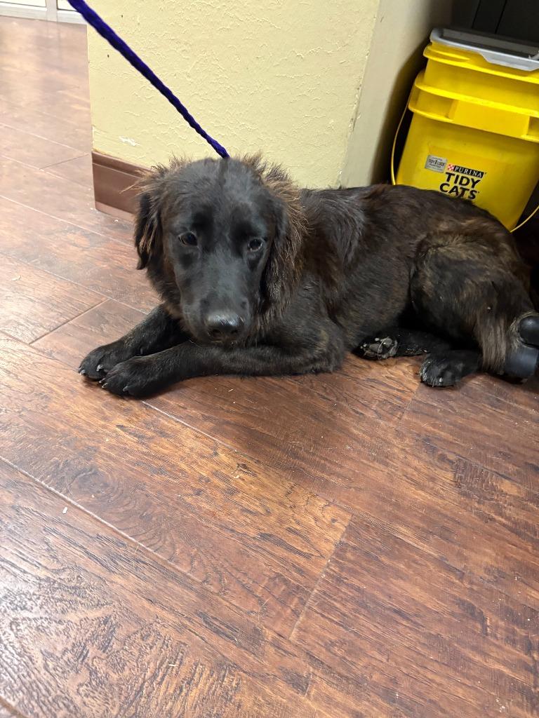 Dog Kennel #5, Adoptable, Young Female Flat-Coated Retriever & Mixed Breed.