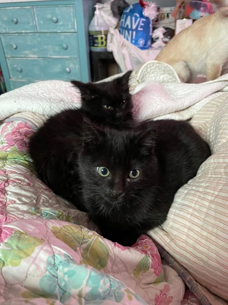 Clove, Adoptable, Kitten Male Domestic Short Hair.