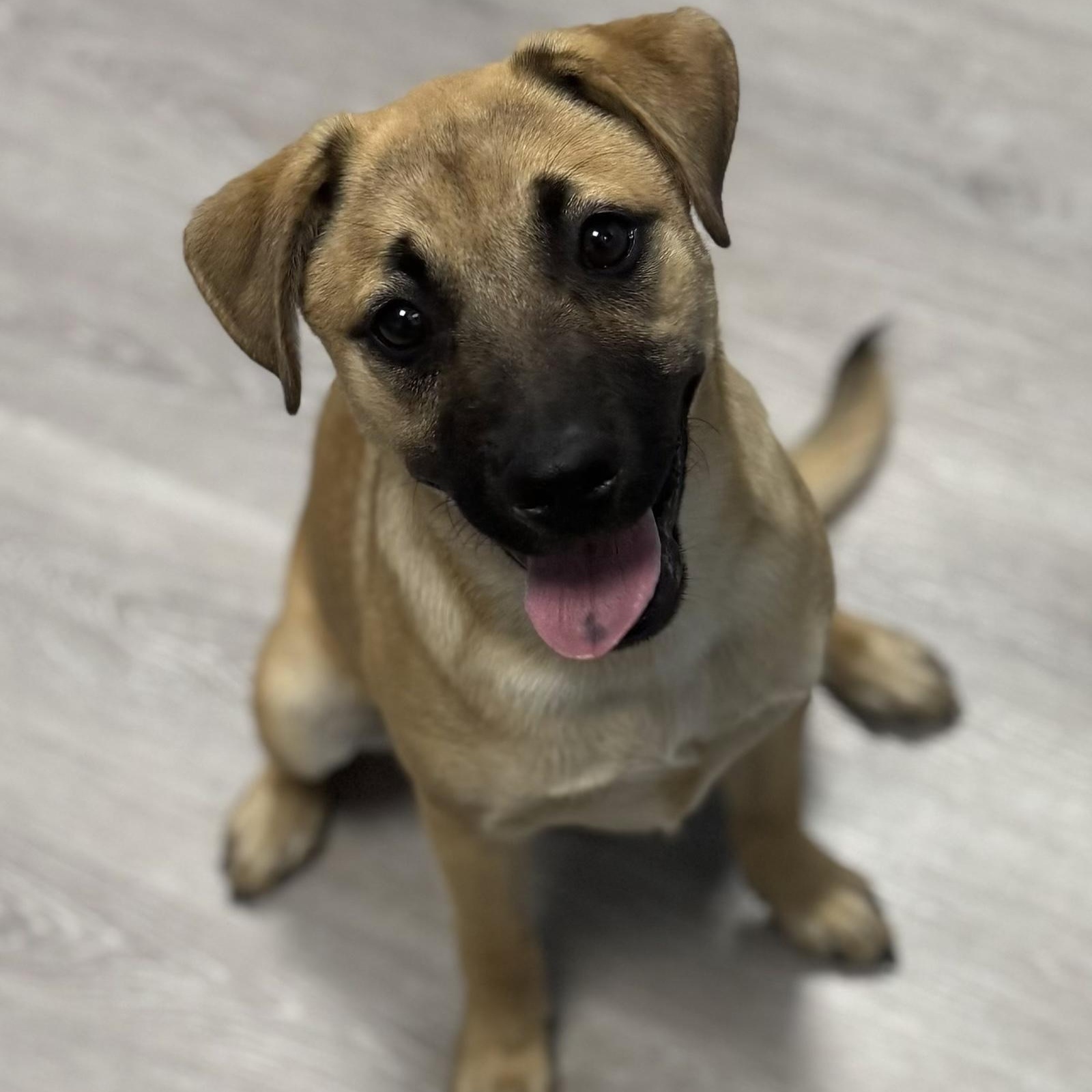 Serenity, Adopted, Puppy Female Shepherd.