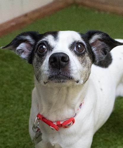 Enlarge Starbie, an adopted mixed breed in Encinitas, CA image 1/1