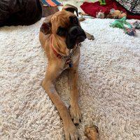 Enlarge Emmett, a Adopted Boxer in Davis, CA image 2/2