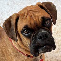 Enlarge Emmett, a Adopted Boxer in Davis, CA image 1/2