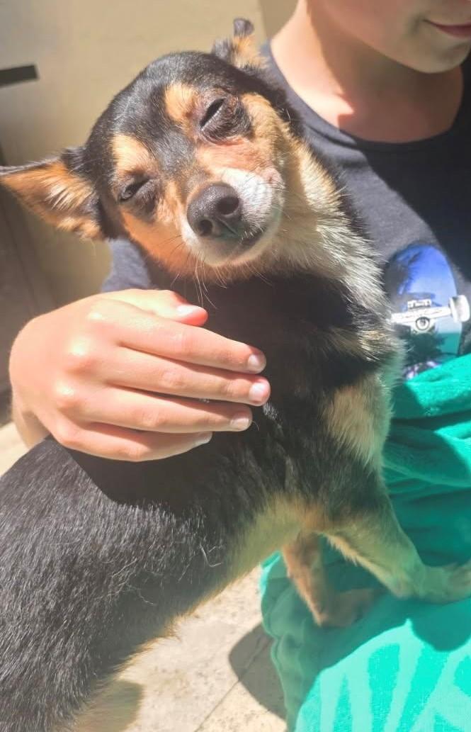 Sammy, Adoptable, Adult Male Chihuahua.