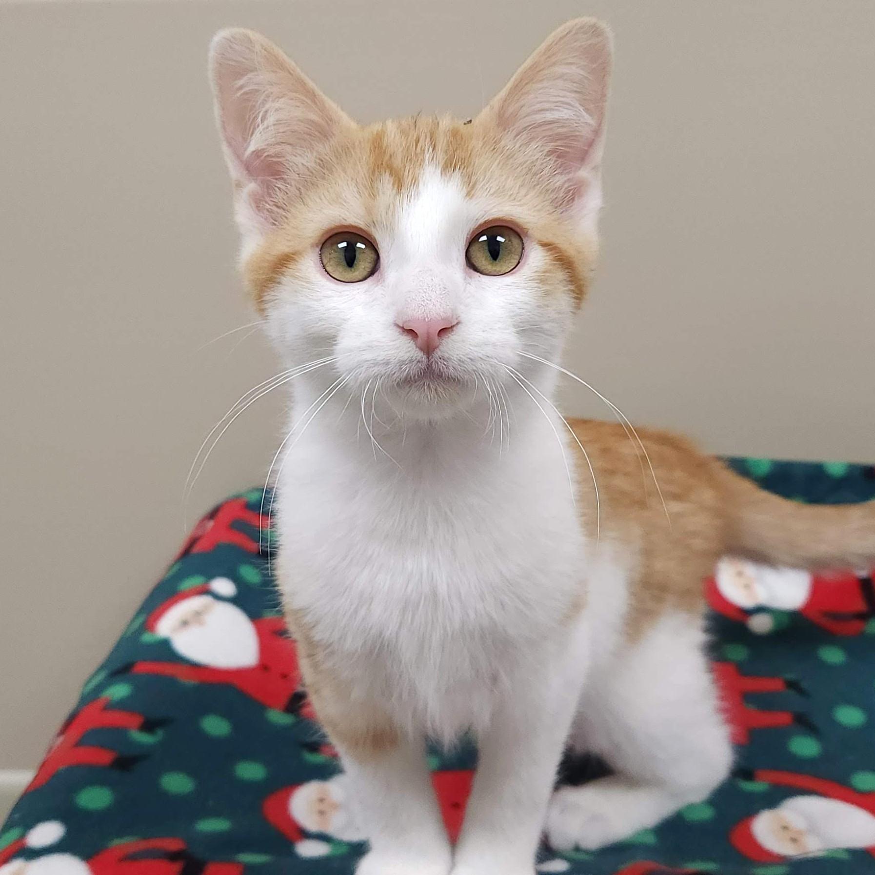 Enlarge Allosaurus, an adopted Domestic Short Hair in Marshfield, WI image 1/5