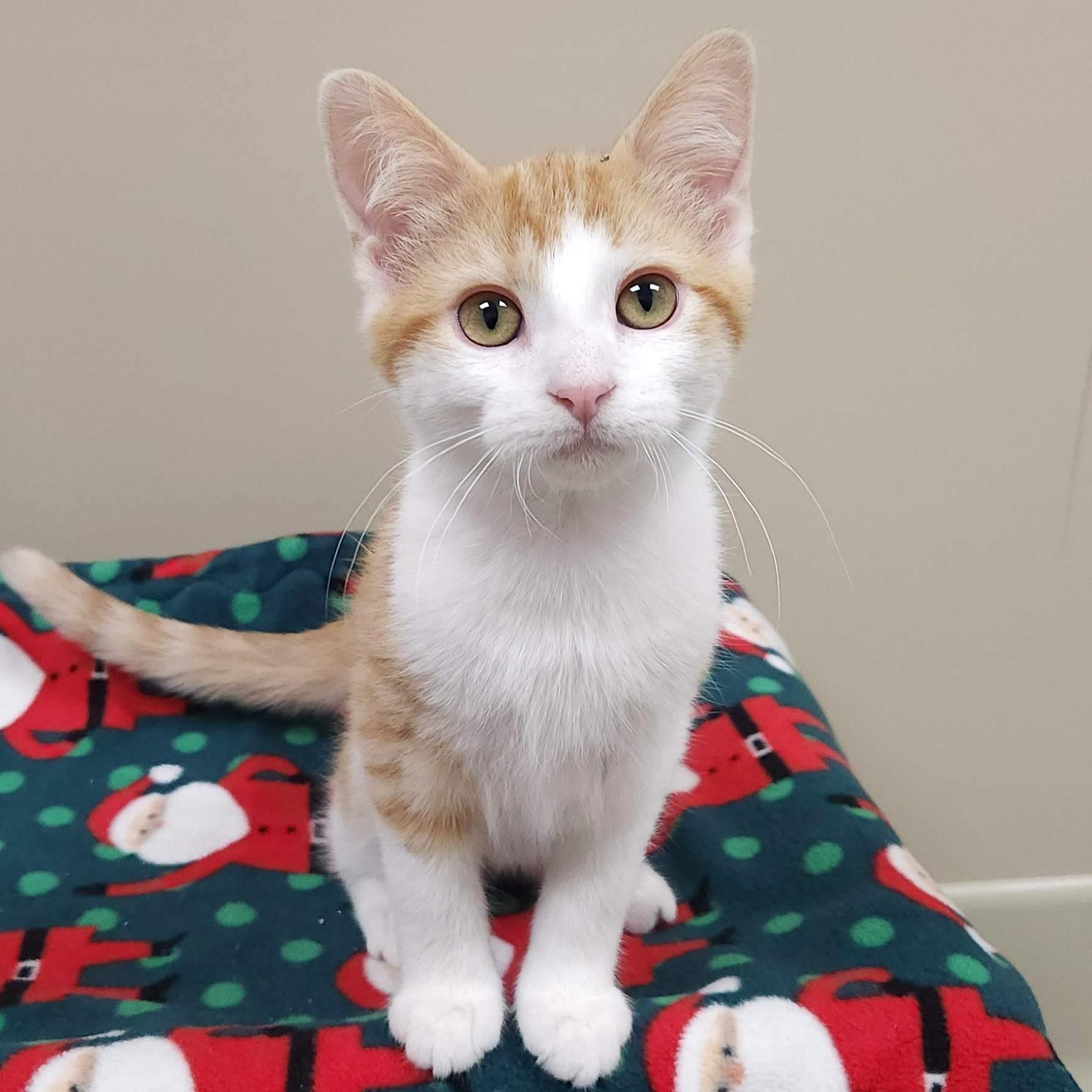 Enlarge Allosaurus, an adopted Domestic Short Hair in Marshfield, WI image 2/5