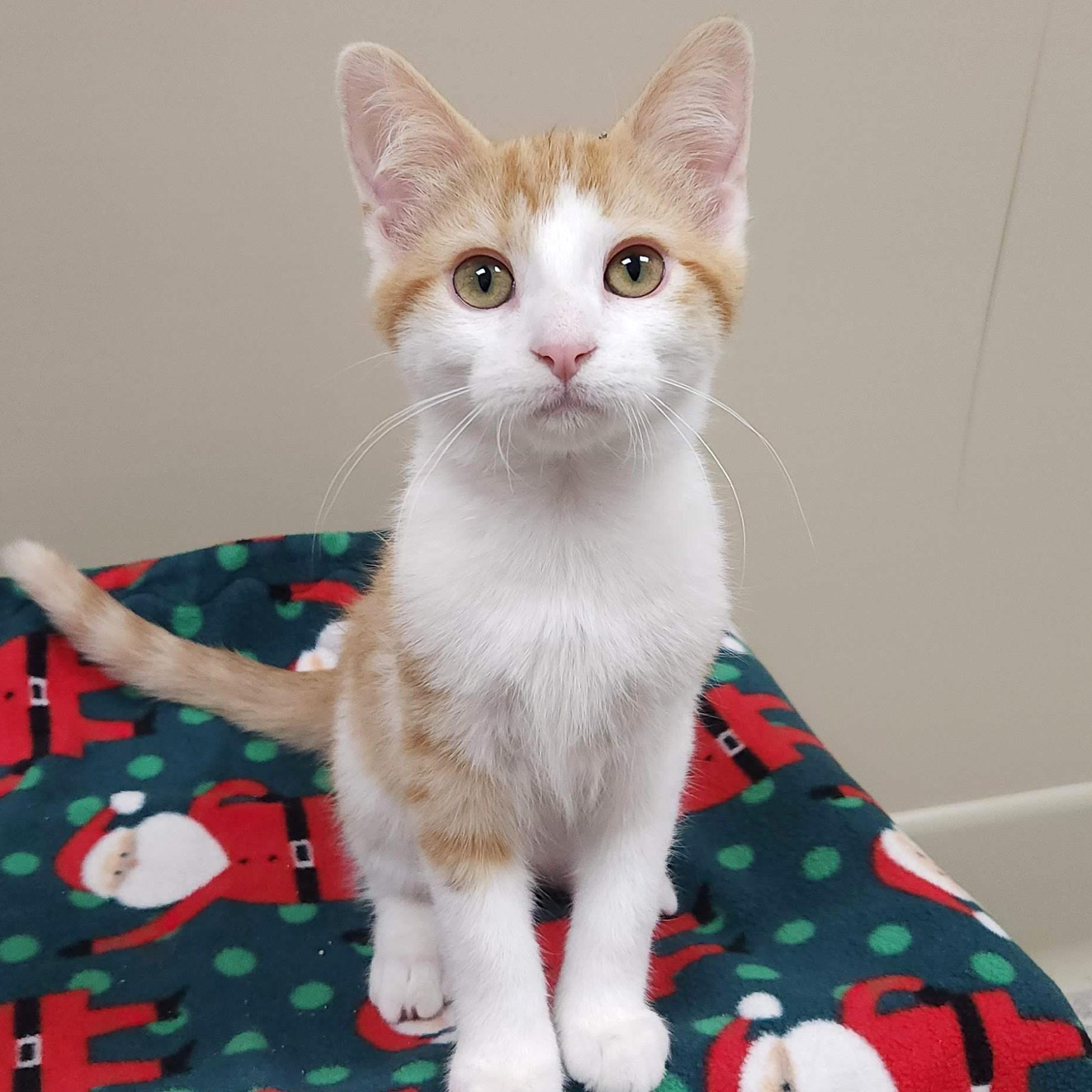 Enlarge Allosaurus, an adopted Domestic Short Hair in Marshfield, WI image 3/5