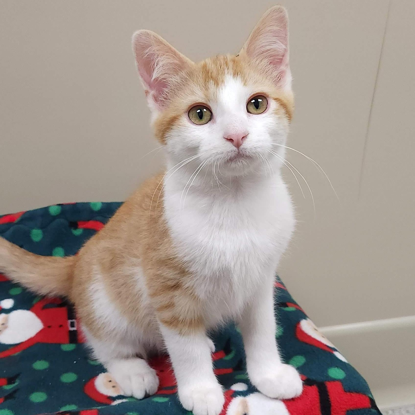 Enlarge Allosaurus, an adopted Domestic Short Hair in Marshfield, WI image 4/5