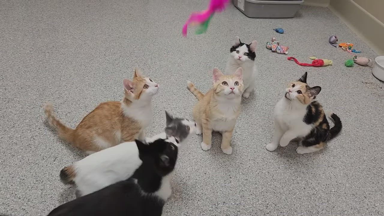 Enlarge Allosaurus, an adopted Domestic Short Hair in Marshfield, WI video 5/5